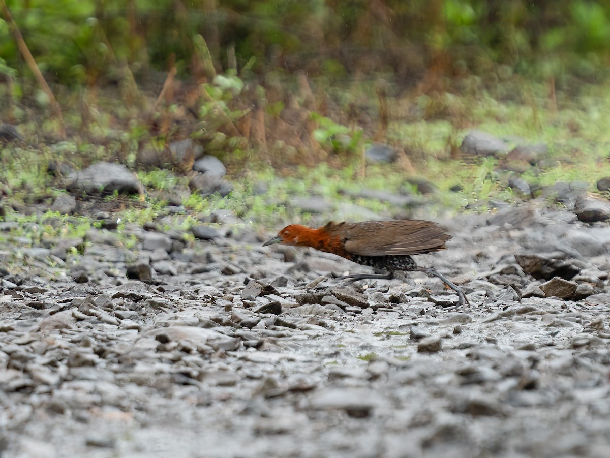 Slaty-legged Crake - Sujit Nair