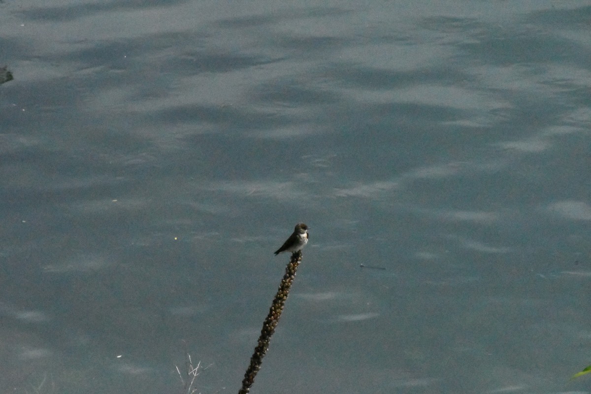 Northern Rough-winged Swallow - Sarah Dix