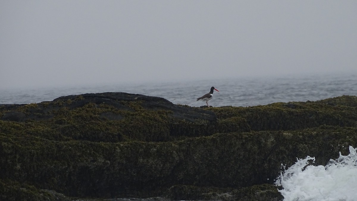 American Oystercatcher - Amy Simmons