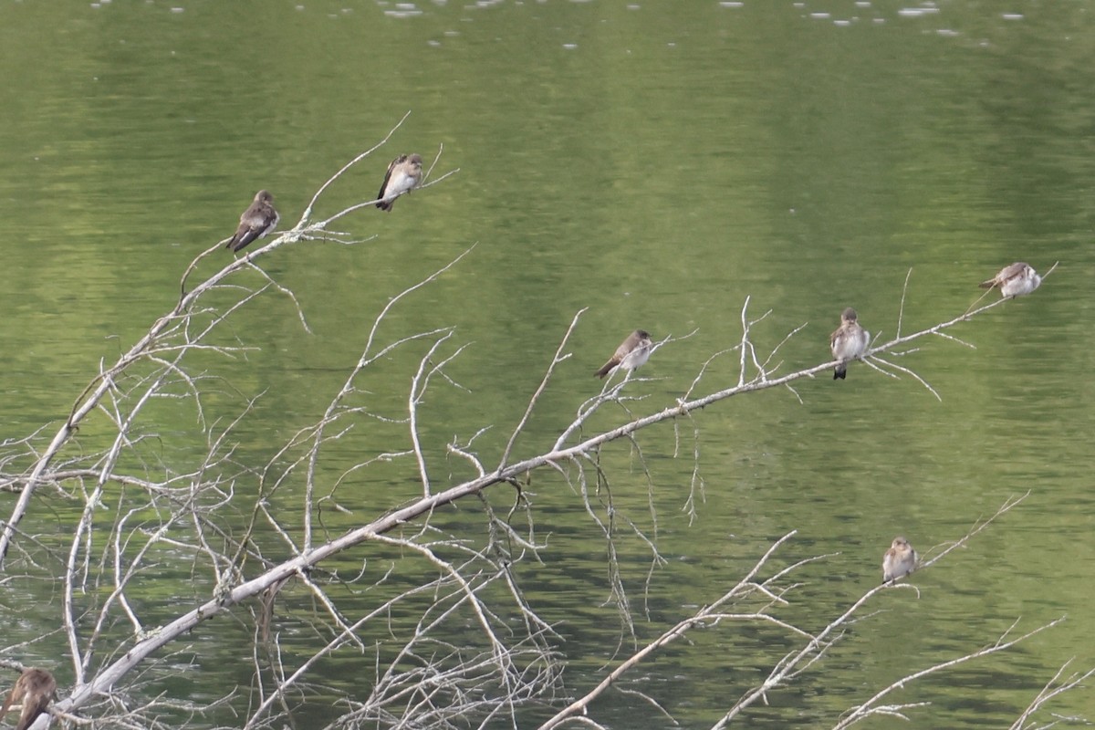 Northern Rough-winged Swallow - ML590543441