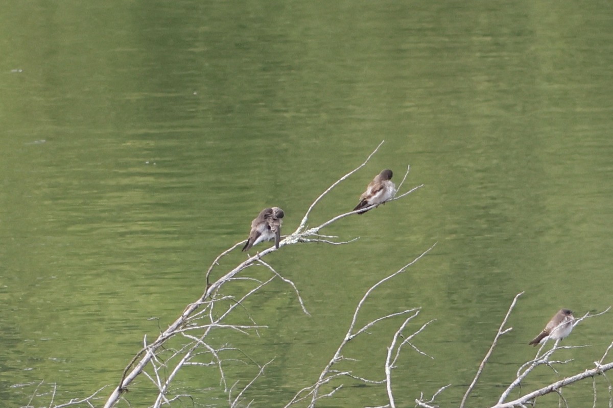 Hirondelle à ailes hérissées - ML590543451