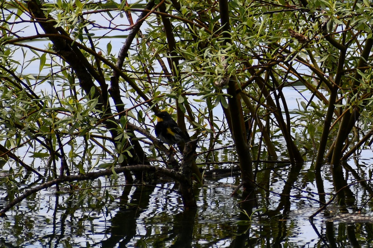 Yellow-rumped Warbler - Sarah Dix