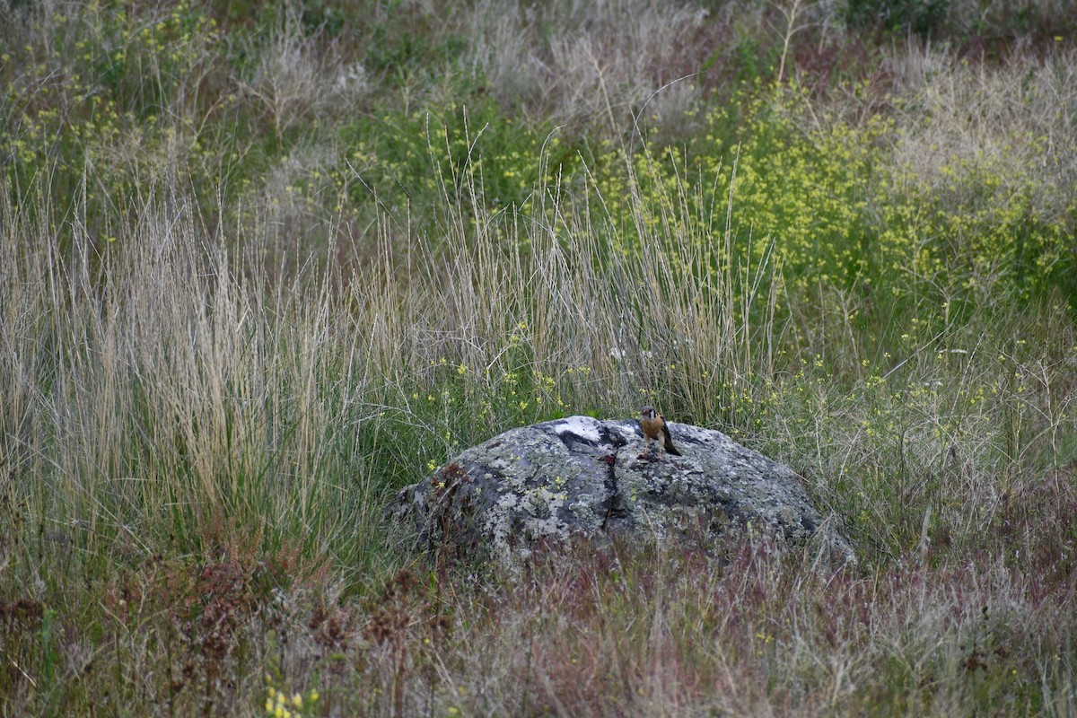 American Kestrel - ML590544471