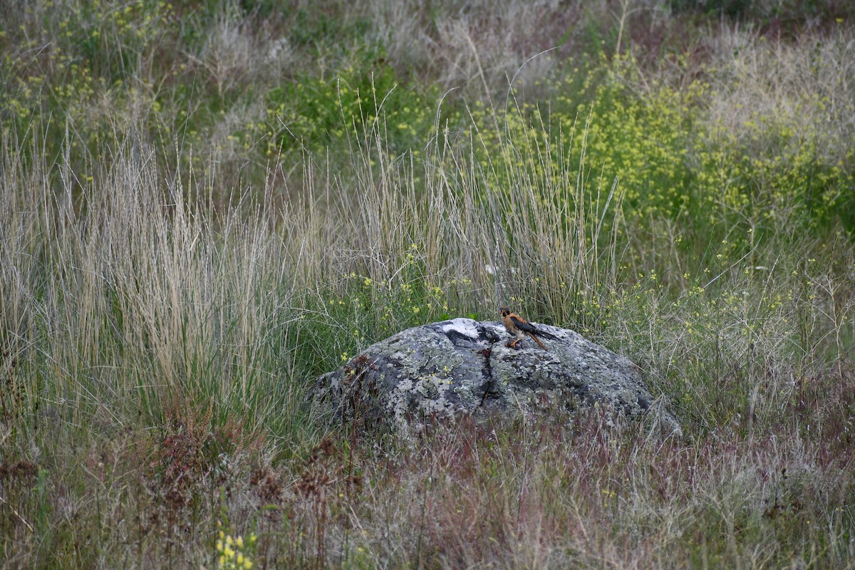 American Kestrel - ML590544481