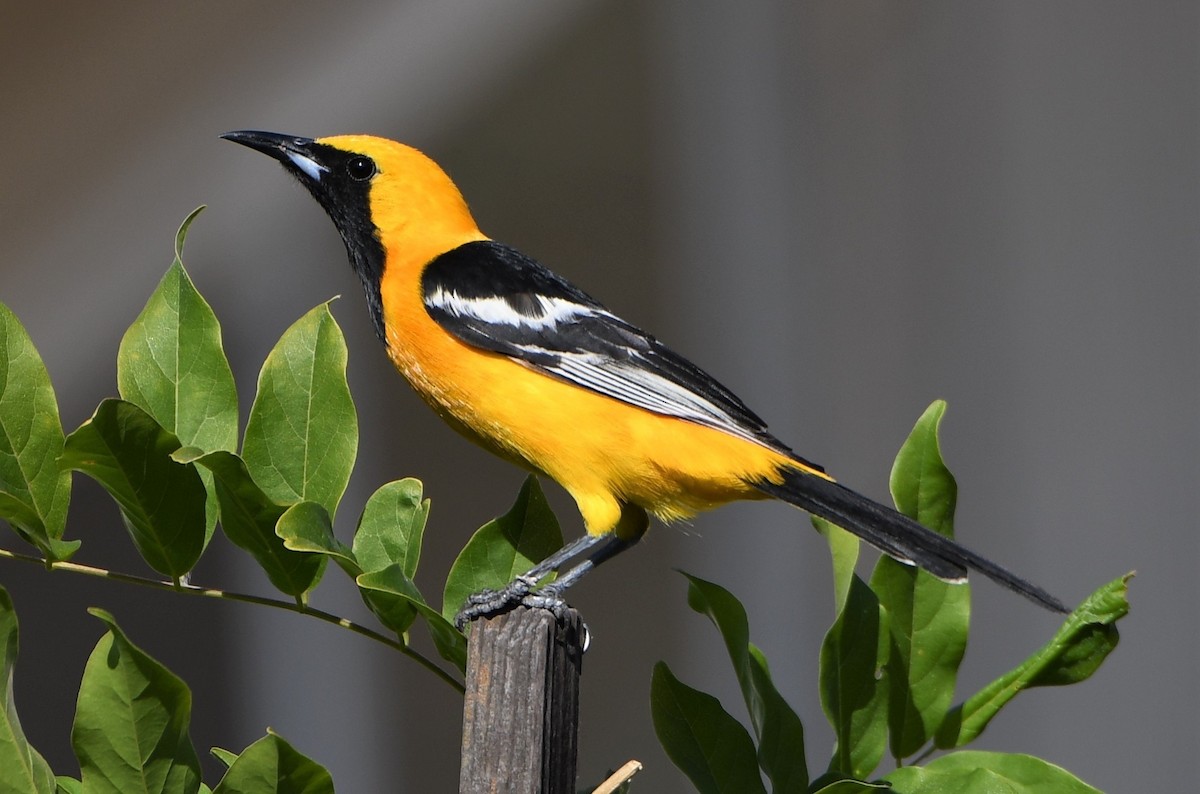 Hooded Oriole - ML590544661