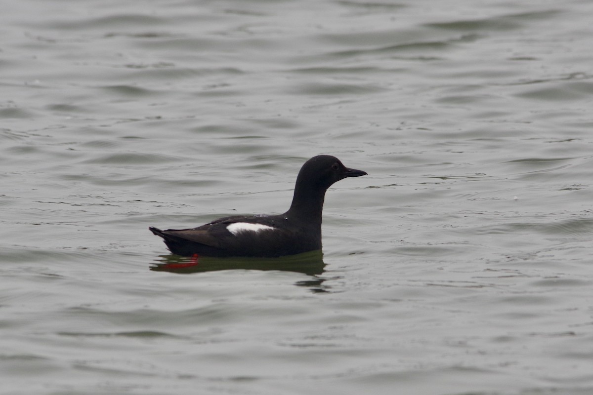 Pigeon Guillemot - ML590545091