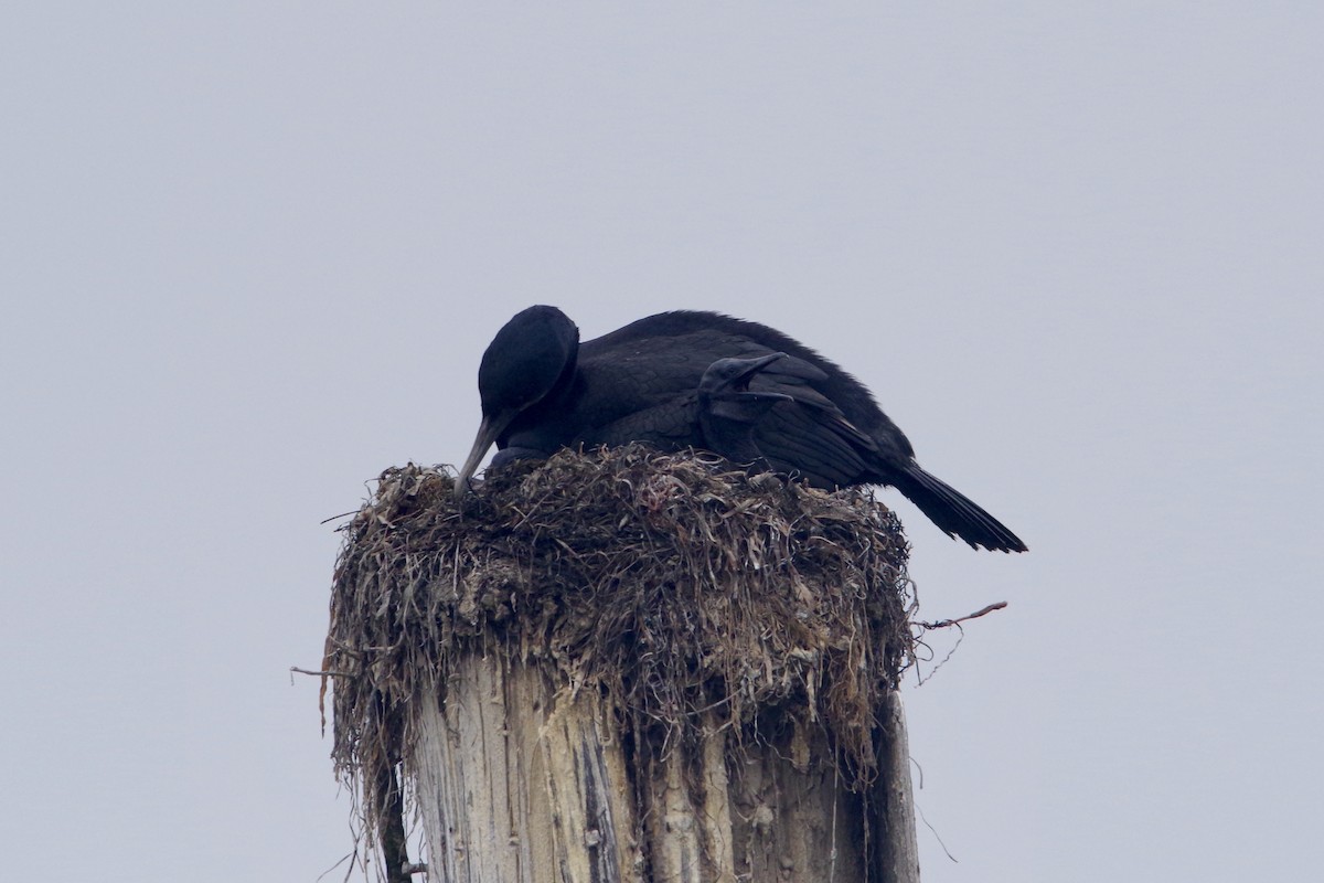 Brandt's Cormorant - John Tully