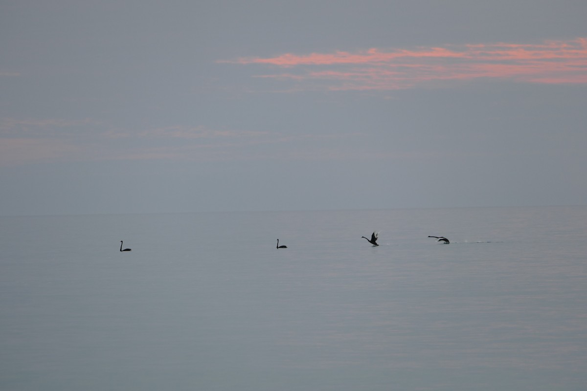 Black Swan - ML590545621