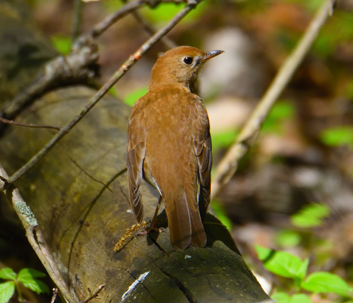 Veery - ML590545631