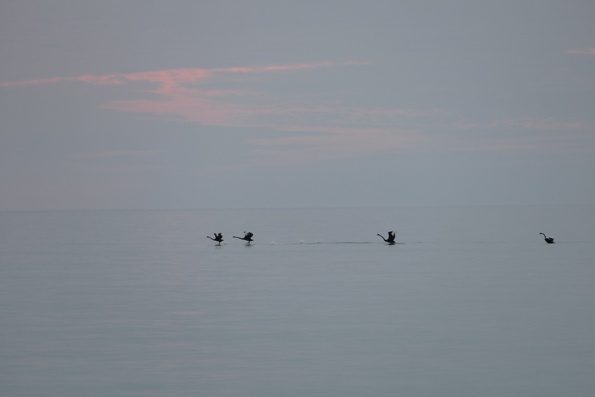 Black Swan - ML590545641