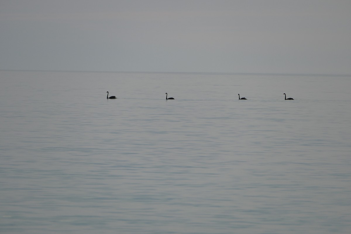 Black Swan - ML590545651