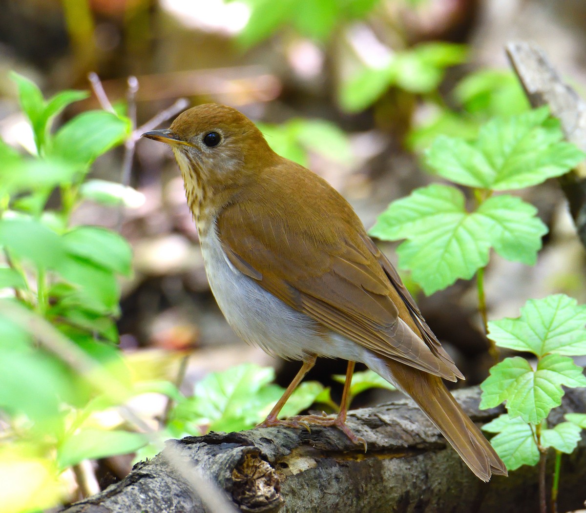 Veery - ML590545661