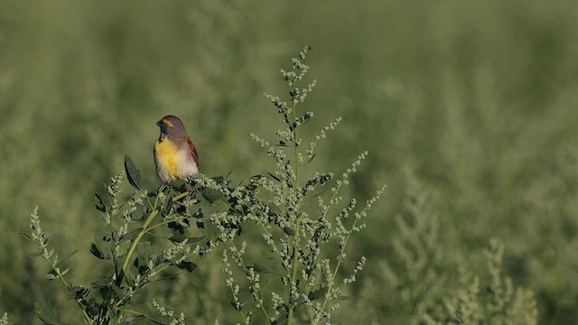 Dickcissel - ML590547451