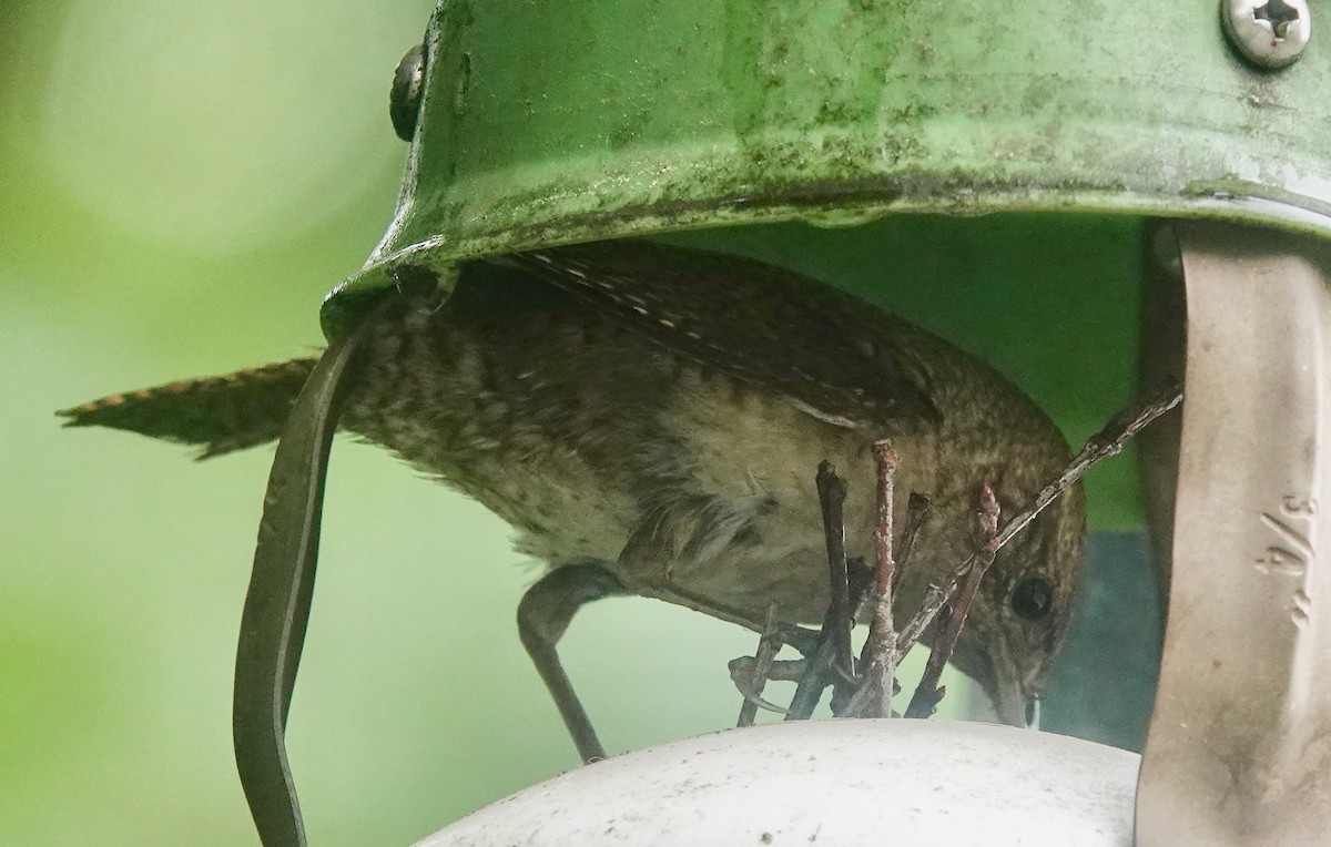 House Wren - ML590547601