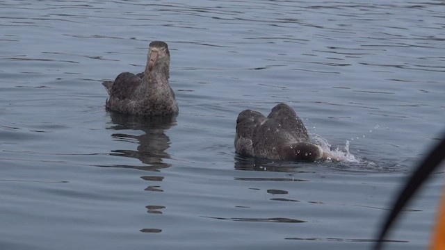 Northern Giant-Petrel - ML590547981