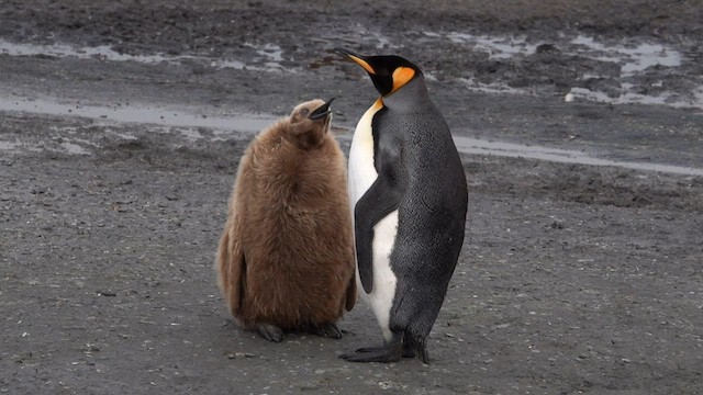tučňák patagonský - ML590548361