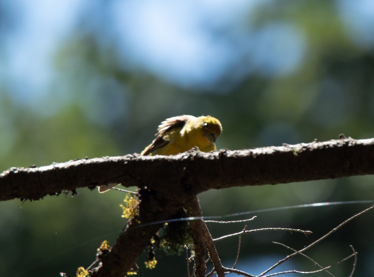 Western Tanager - ML590548791