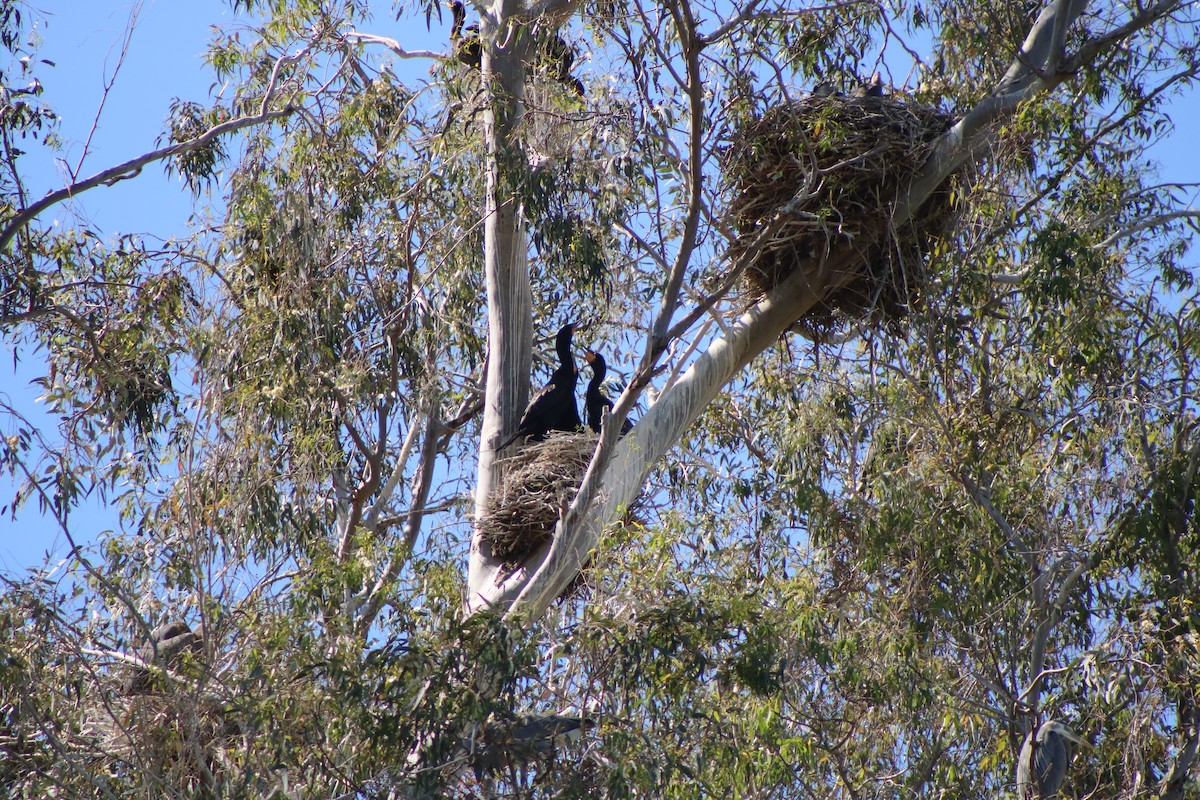 Cormoran à aigrettes - ML590548931