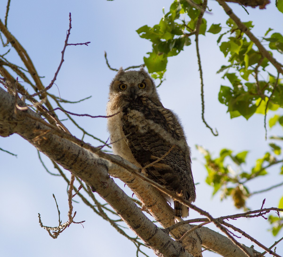 Great Horned Owl - ML590548951