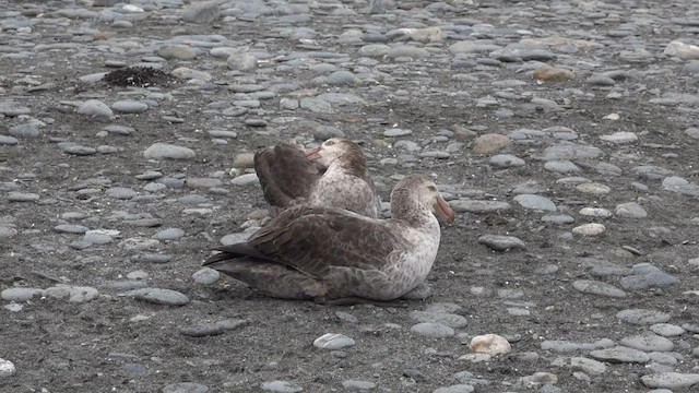 Northern Giant-Petrel - ML590549101