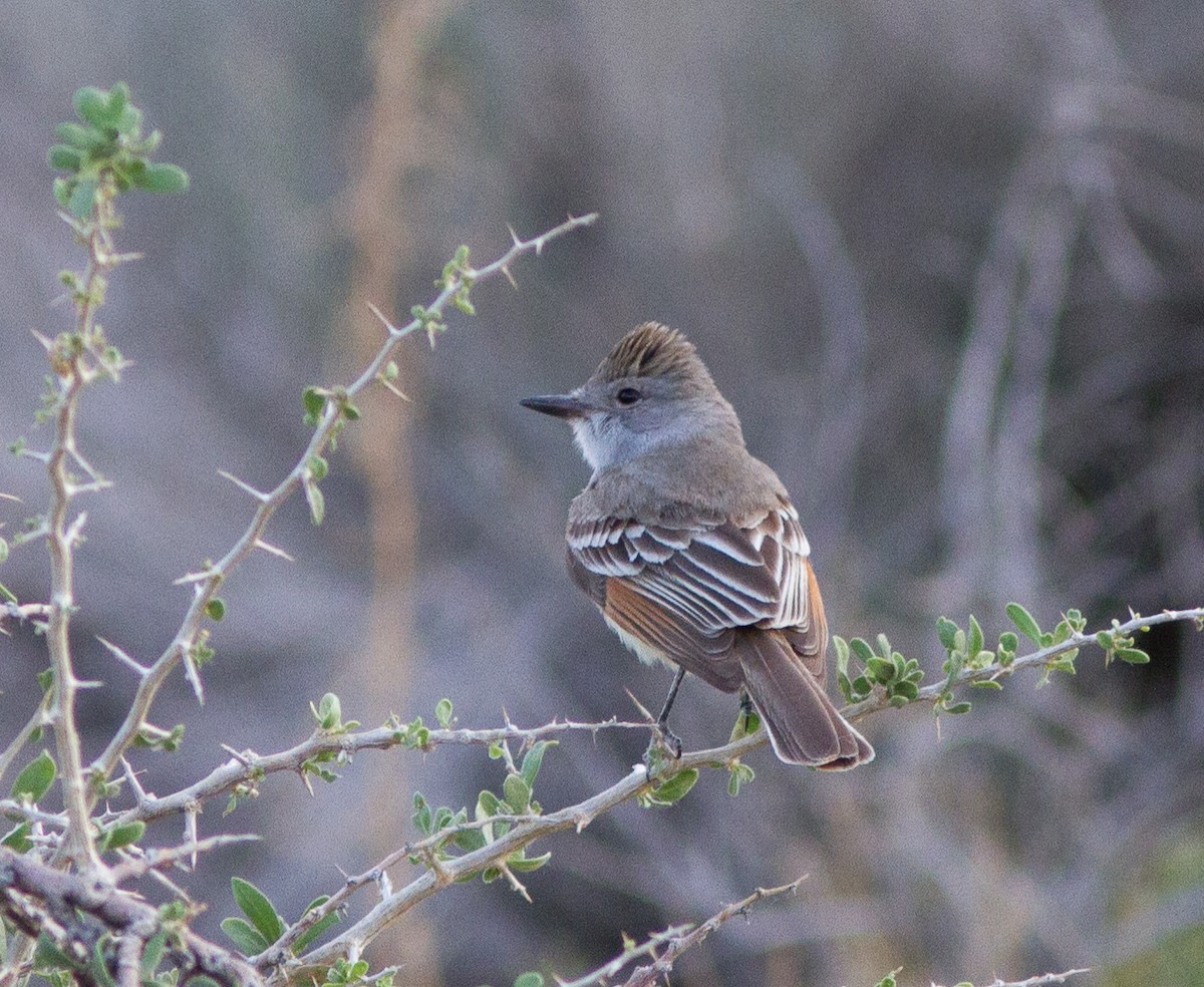 Ash-throated Flycatcher - ML590549581