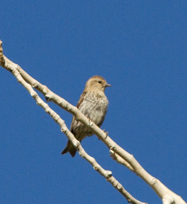 Pine Siskin - Adam Searcy