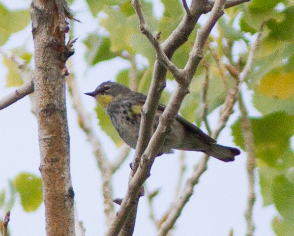 lesňáček žlutoskvrnný (ssp. auduboni) - ML590549811