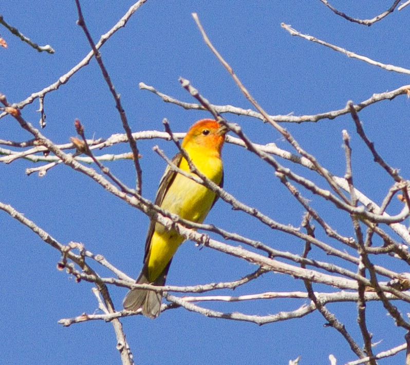 Western Tanager - ML590549951