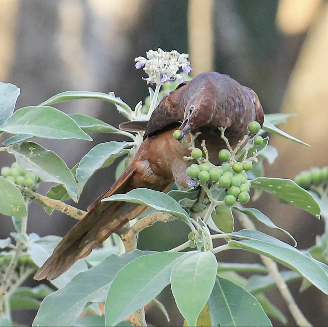 Brown Cuckoo-Dove - ML590550061