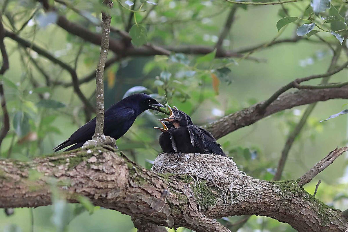 Black Drongo - ML590550271