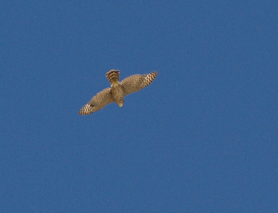 Accipiter sp. - ML590550431