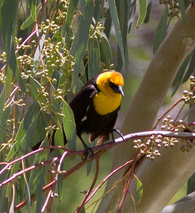 Yellow-headed Blackbird - ML590550541