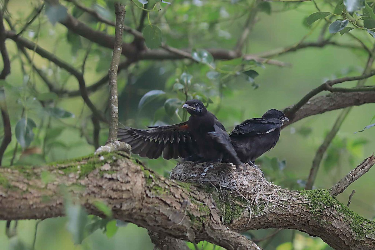 Black Drongo - ML590550831