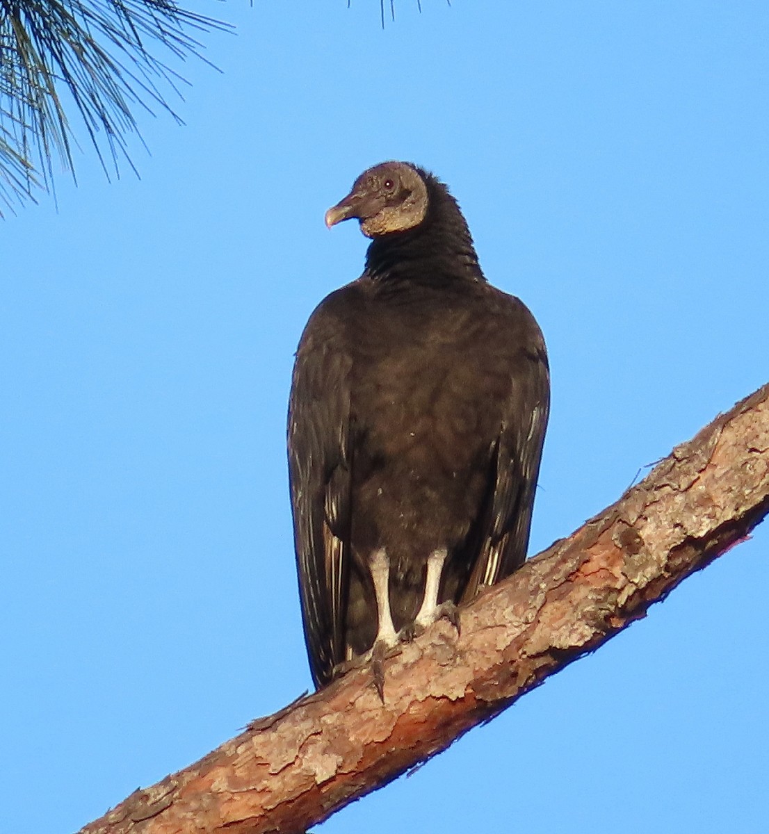 Black Vulture - ML590550861