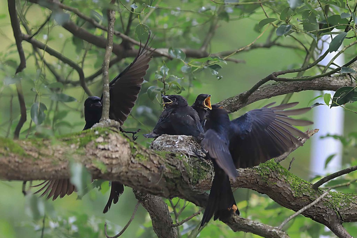 Black Drongo - ML590550991