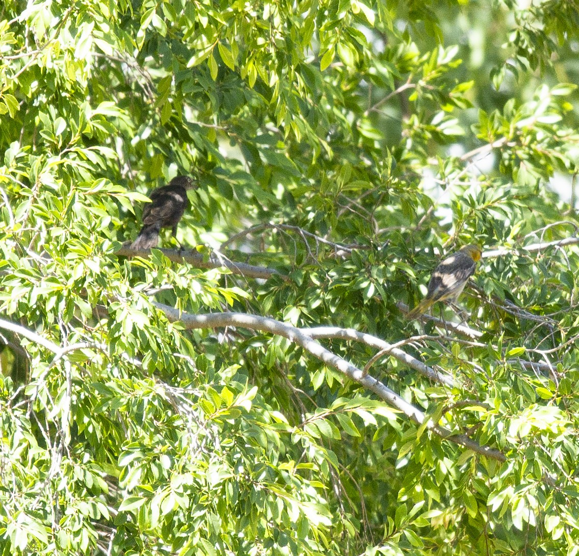 Bullock's Oriole - ML590551051