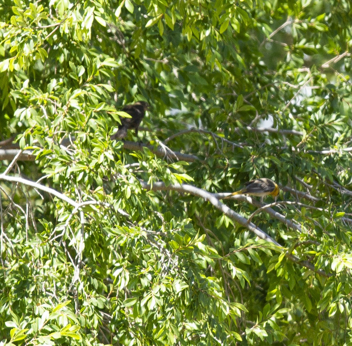 Bullock's Oriole - ML590551061