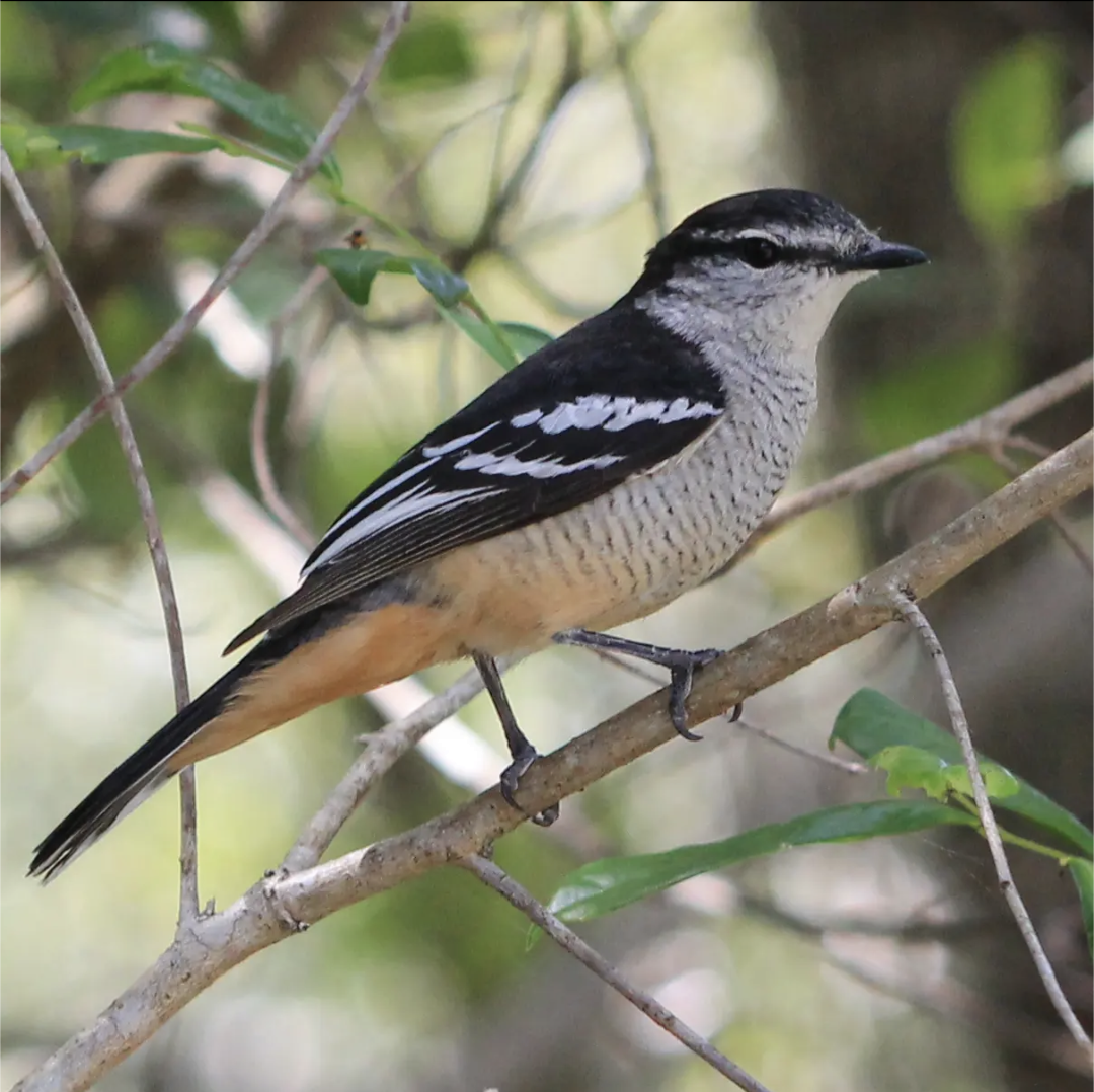 Weißbrauen-Raupenfänger - ML590551071