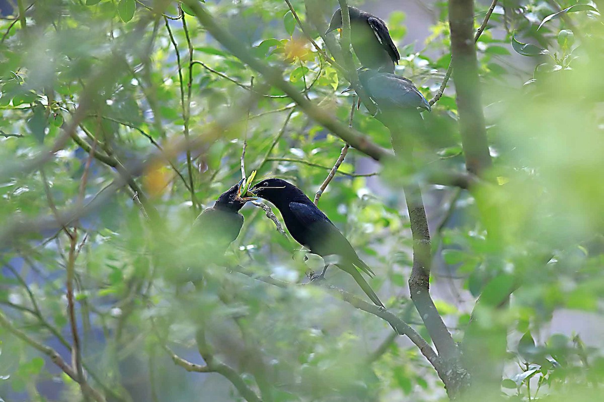 Black Drongo - ML590551181
