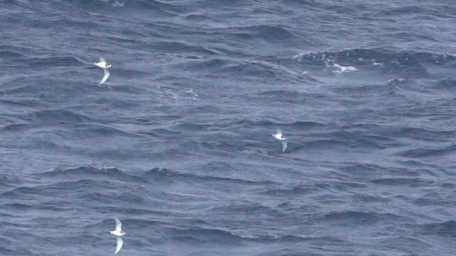 Antarctic Prion - ML590551231