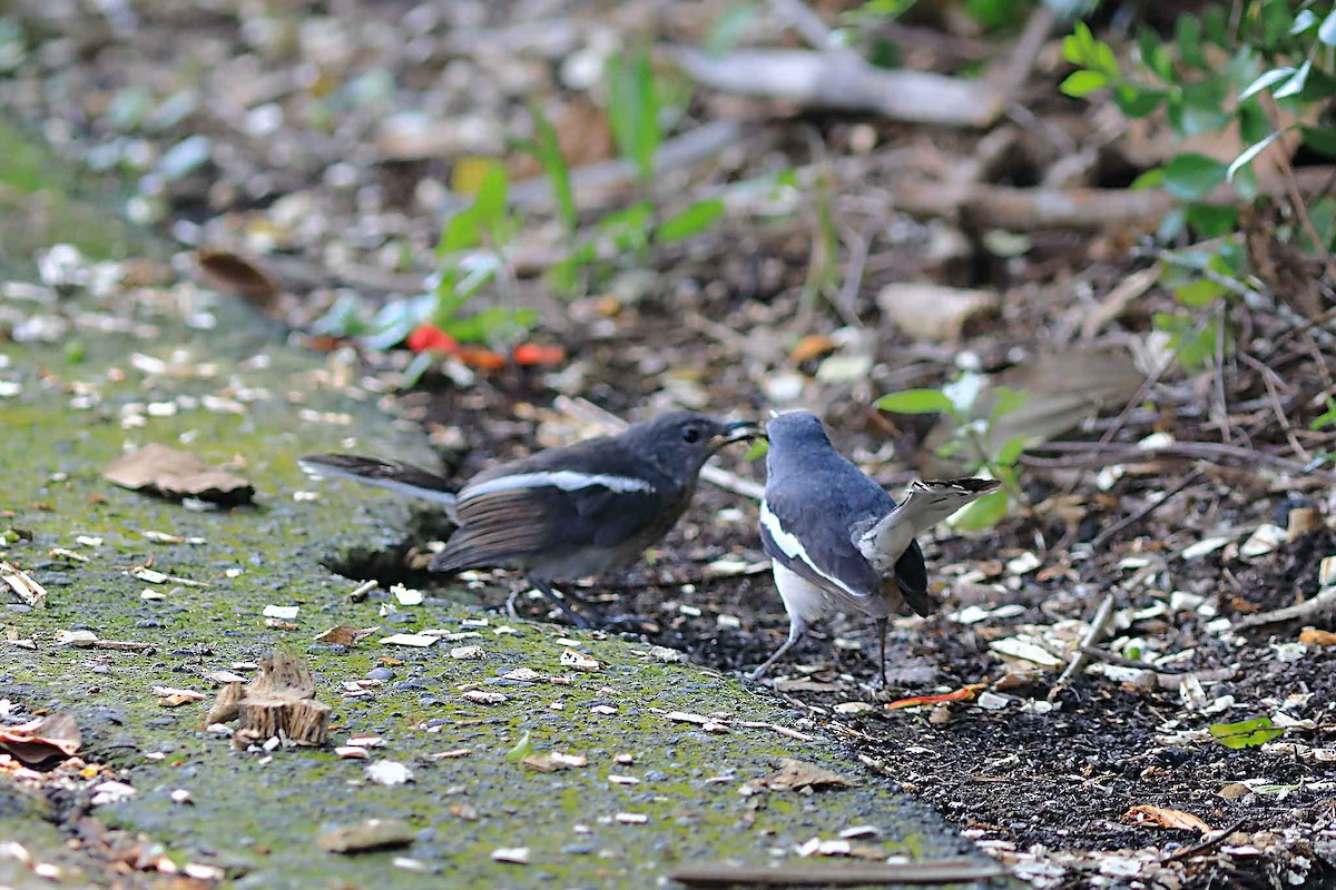 Oriental Magpie-Robin - ML590551671