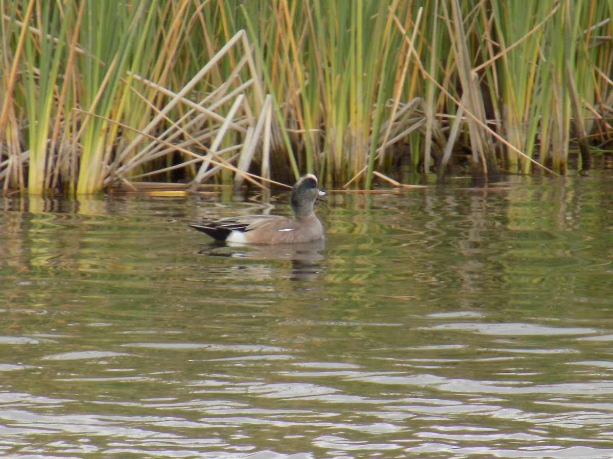 American Wigeon - ML590552091