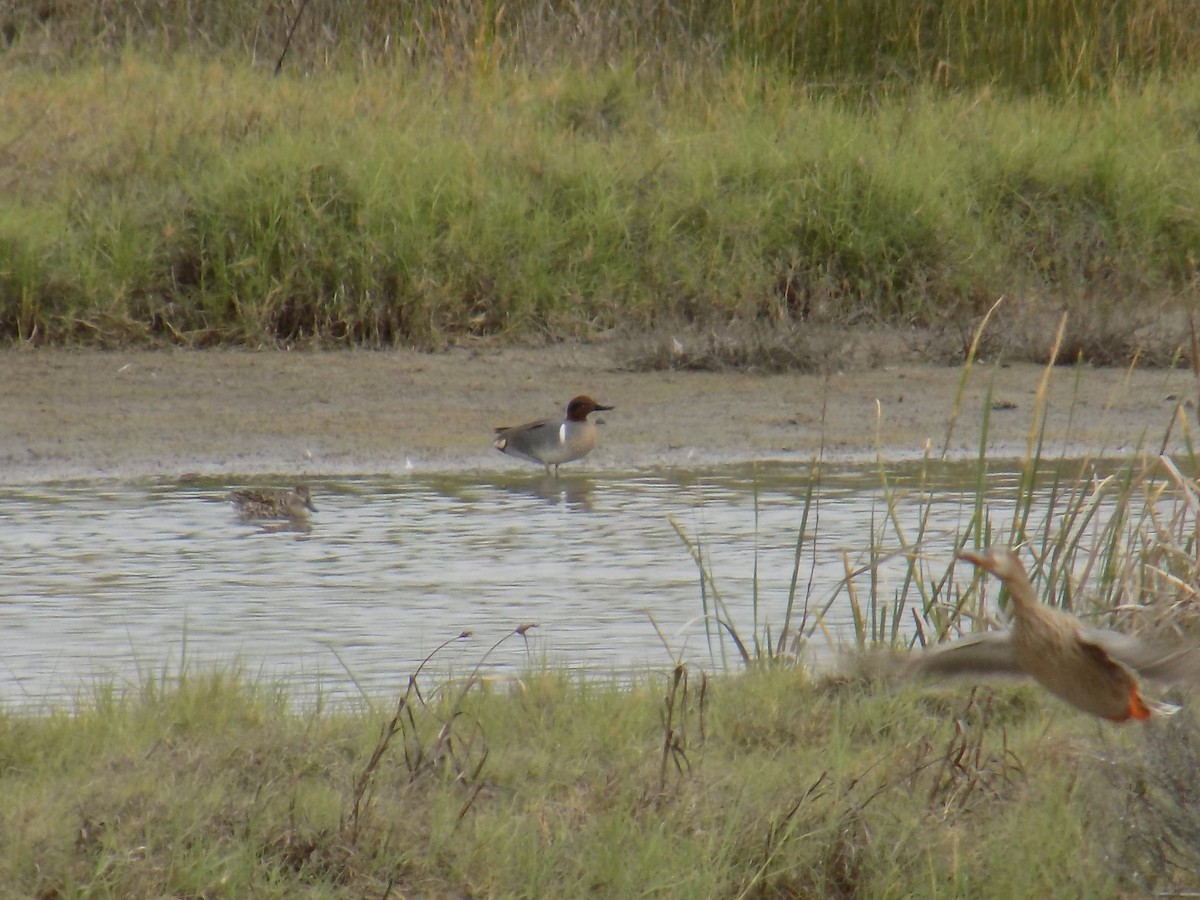 Green-winged Teal - ML590552111