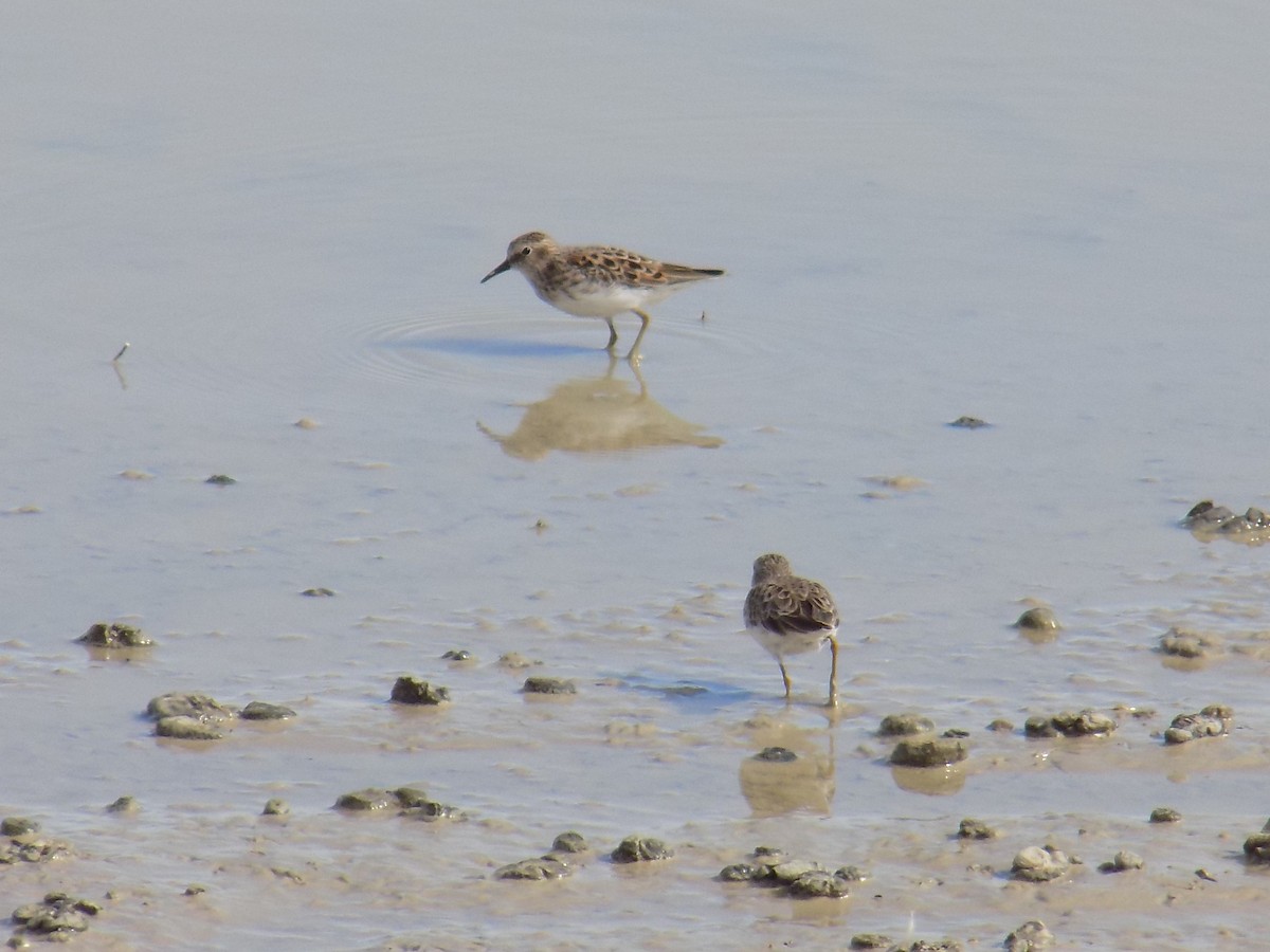 Least Sandpiper - ML590552211