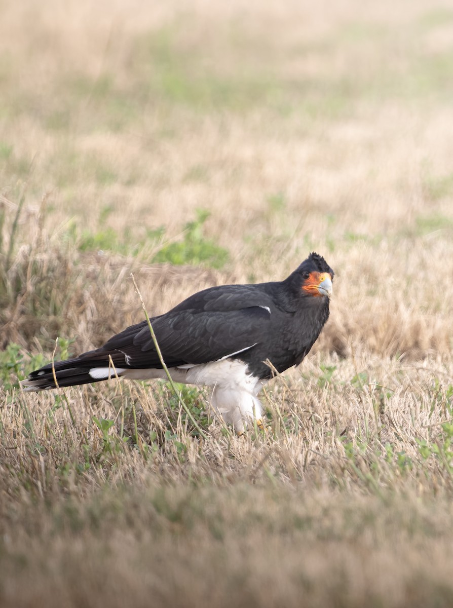 Mountain Caracara - ML590552721