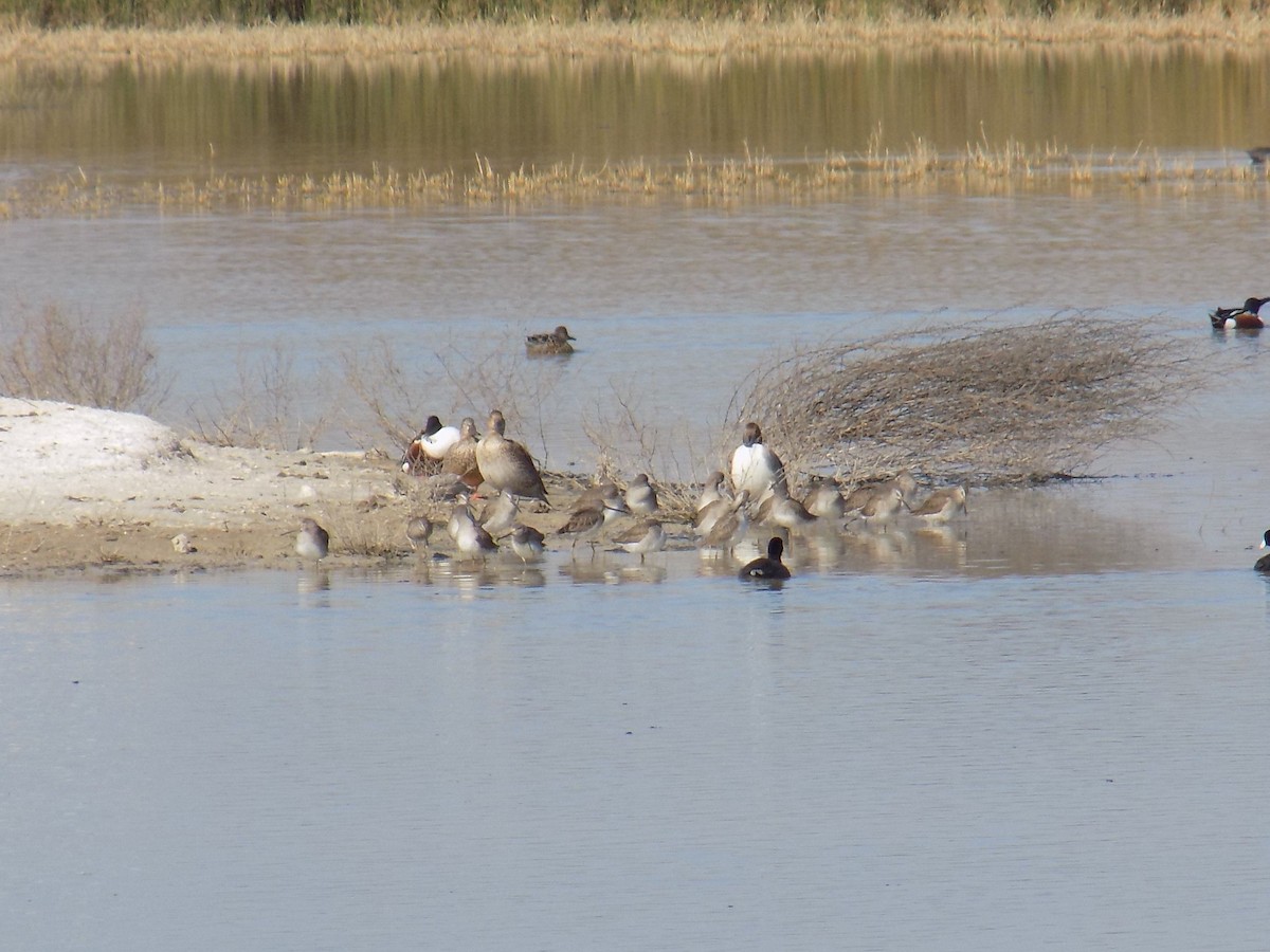 Long-billed Dowitcher - ML590554531