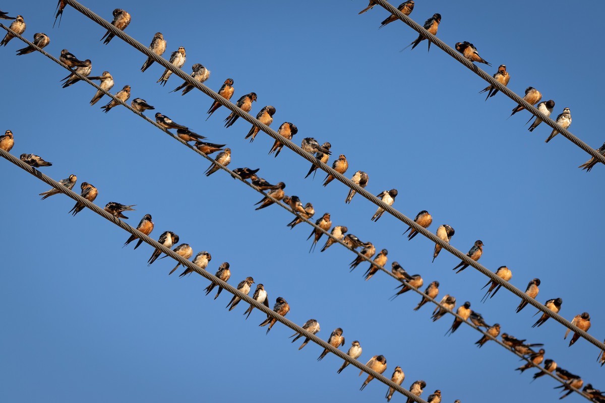 vlaštovka obecná (ssp. erythrogaster) - ML590554551