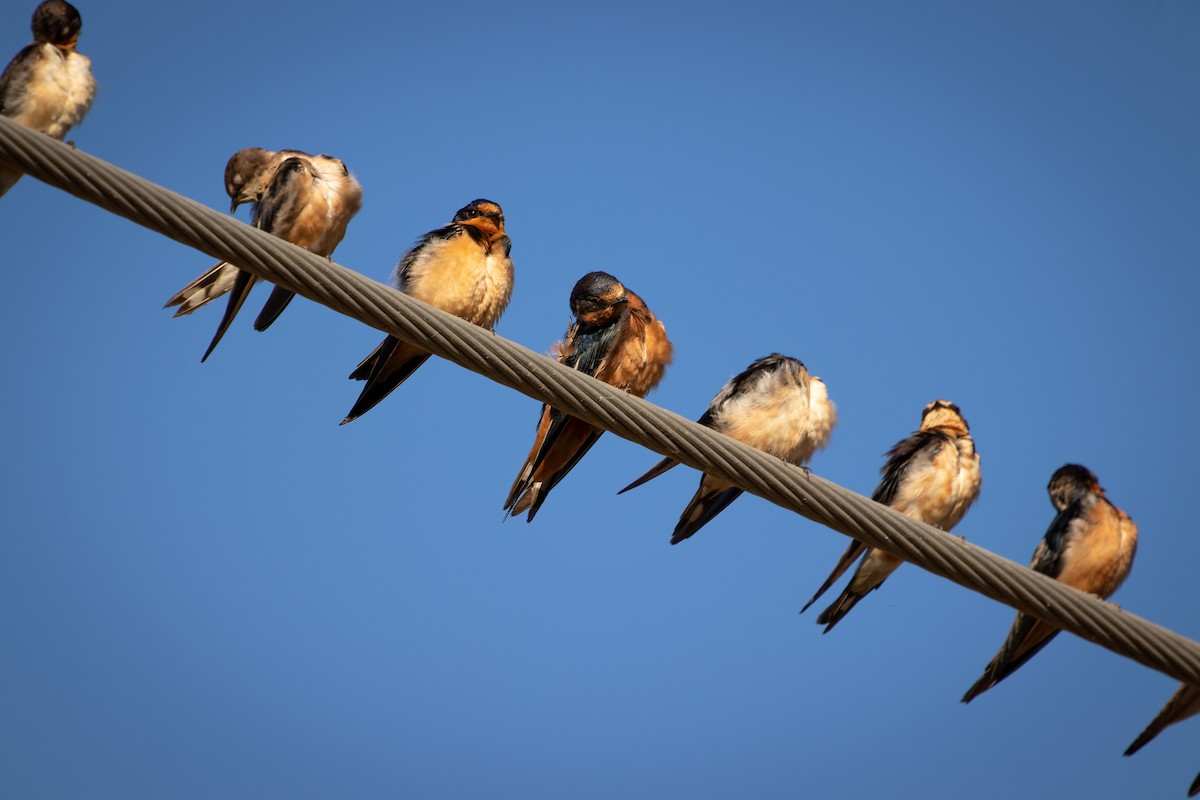 vlaštovka obecná (ssp. erythrogaster) - ML590554641