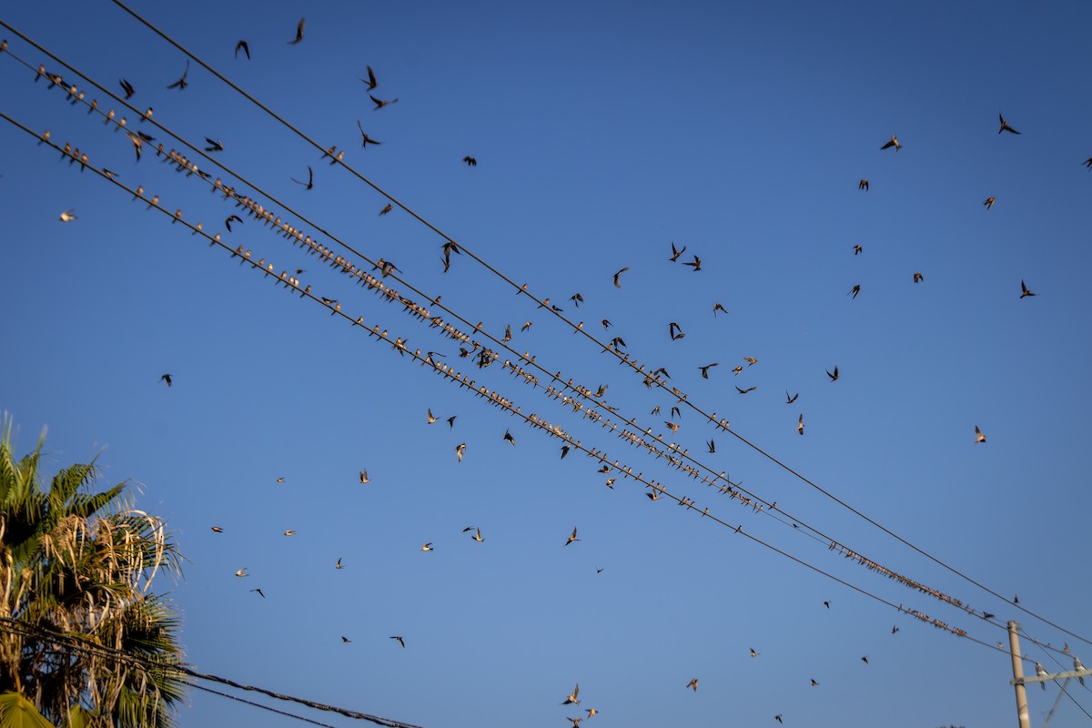 vlaštovka obecná (ssp. erythrogaster) - ML590554711