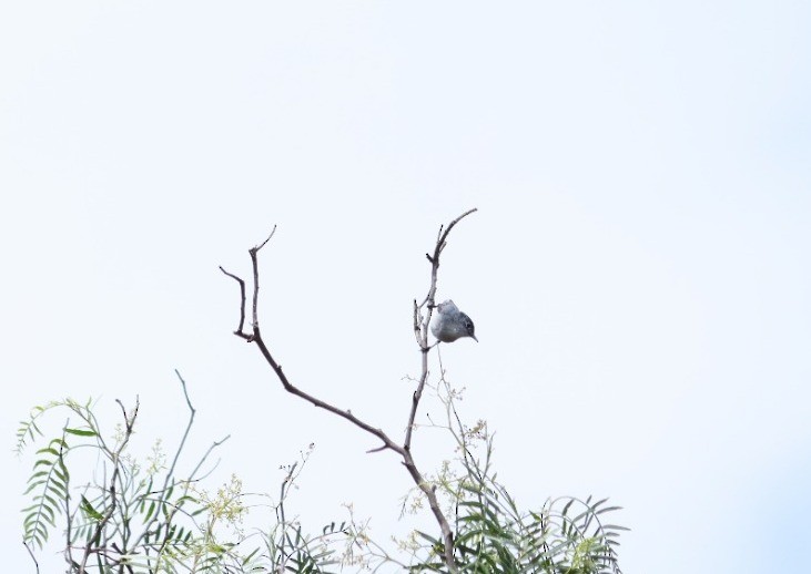 Blue-gray Gnatcatcher - ML590554981